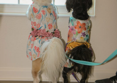 Two small dogs standing on their hind legs looking out a window