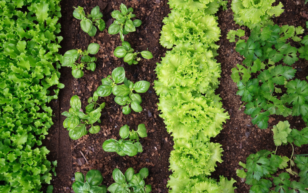 Rows of plants in a garden.